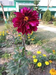 Nagar High School Pahadpur