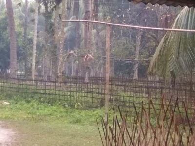 Balapara
