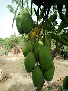 Sareni