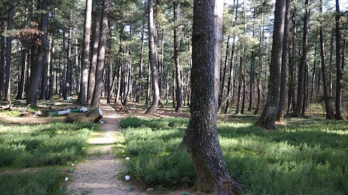 Seer Hamdan Forest Research Center