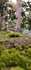 Shimulpur,Thakurnagar