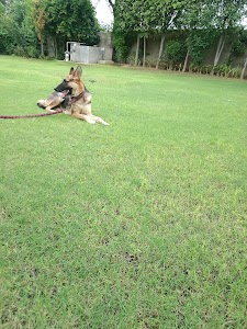 Dog walking services in Gurgaon