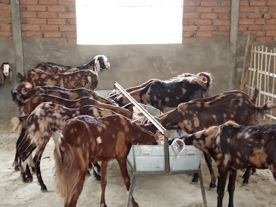 HMKR(MUNNA SINGH) GOAT FARM