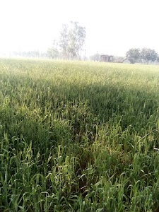 Kamona