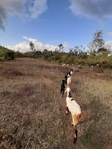 goat farm Nera