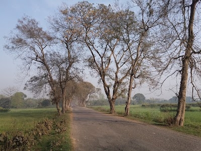 Basopatti