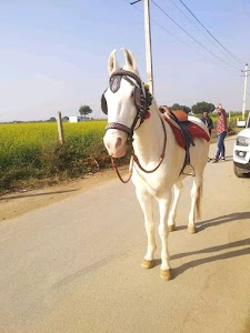 Kabulpur Patti Mahtab