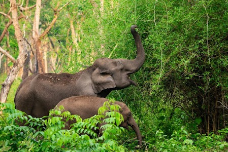 Chandaka Forest
