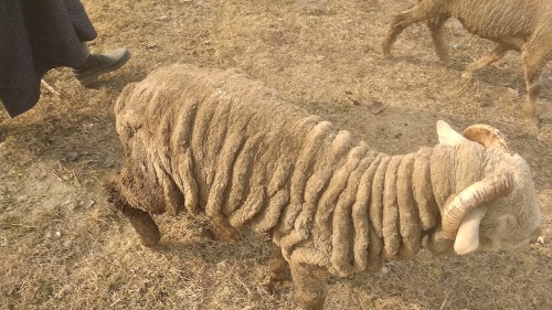 Merino sheep farm lassipora Pulwama