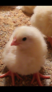 Vinod Poultry Farm