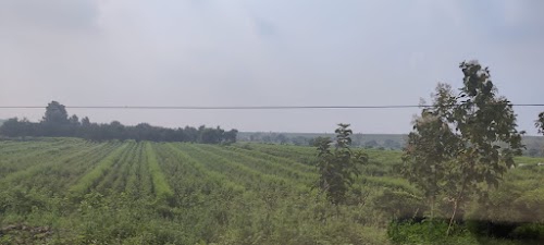 Kajali