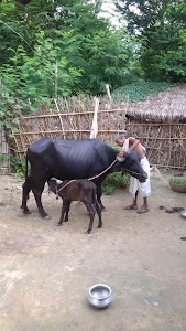 Jathi