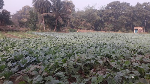 Basai, Kanaipur, Konnagar