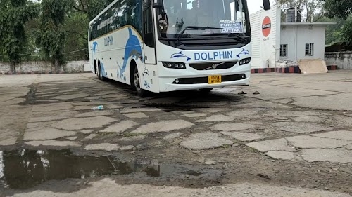 Dolphin Tours & Travels