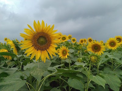 Chikkanargund