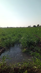 Gorkhadi