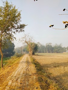 Aurai