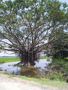 khopa