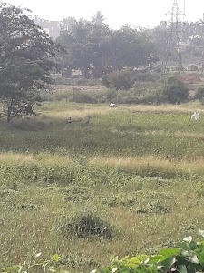 Darhi aas field
