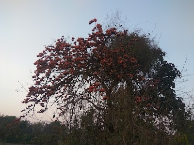 Barpali