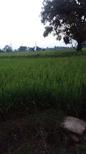 Tilkeja