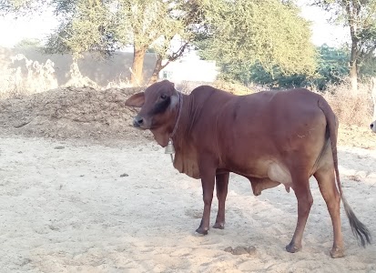 Anandsagar Natural Dairy Farm Private Limited
