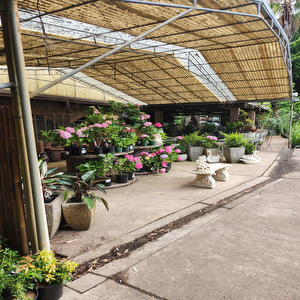 Sydney's Plant Market