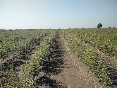Karela