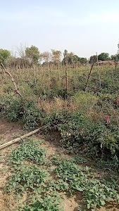 Pratap agri farm