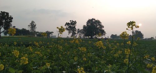 Walidadpur