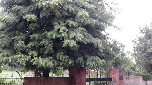 Kedar Nagar, Shahganj