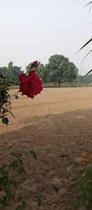 Badhari khurd