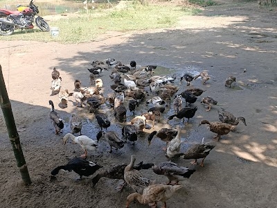 Navarajpur