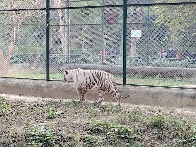 Zoo parking