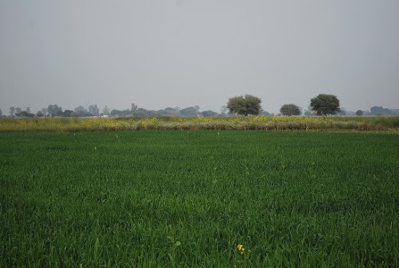 Kailor