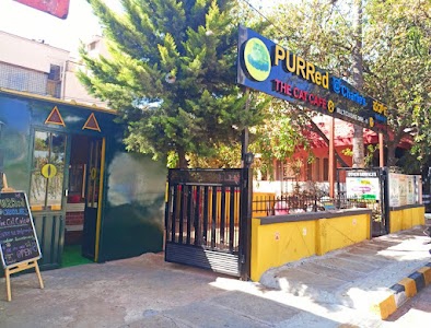 PURRed @Charlie's - The CAT Cafe J P Nagar