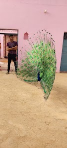Mau