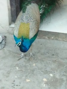 Durga Mata Mandir