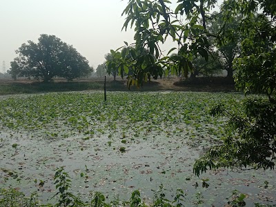 Utarda