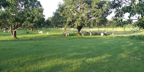 Darshana