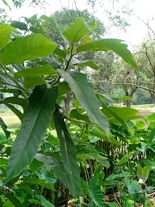 Jiyapur