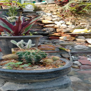 The cactus garden cafe