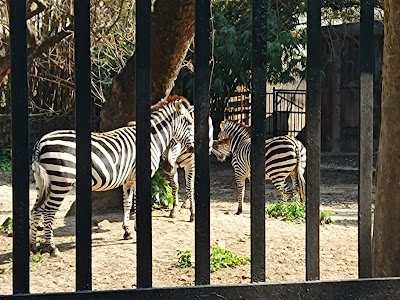 Zebra Zone