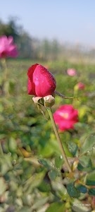 GREENVALLEY NAURSERY DHULA