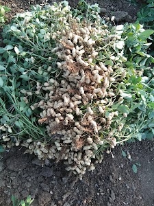 Hirabapa Farm