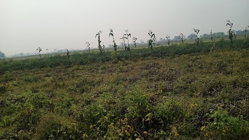 Kharmuja
