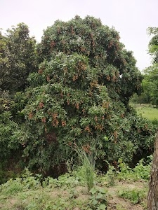 Golapganj