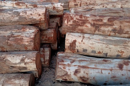 HAJIPUR TIMBERS