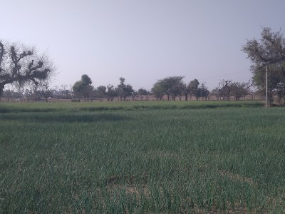 jiliya