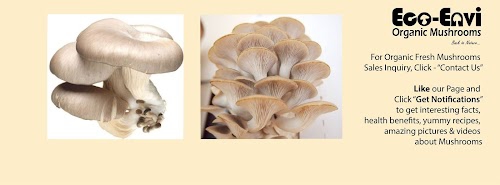 Eco-Envi Organic Mushrooms